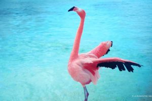 The Mystery Of The Pink Flamingo 10